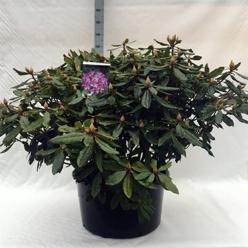 Rhododendron ponticum 'Розеум'
