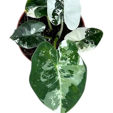 Alocasia micholitziana 'Frydek Variegata'
