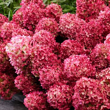Hydrangea paniculata LIVING LITTLE ROSY