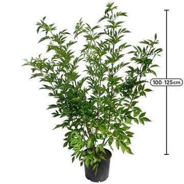 Sambucus nigra 'Haschberg'