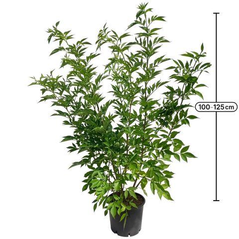 Sambucus nigra 'Haschberg'