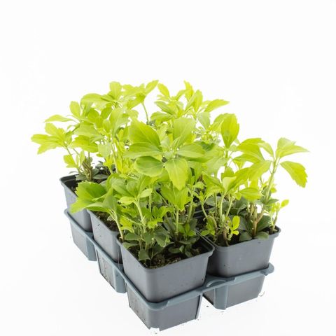 Pachysandra terminalis