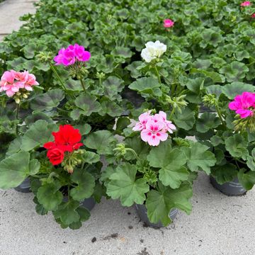 Pelargonium ZONALE MIX