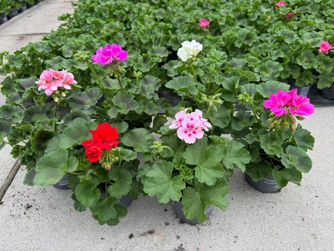 Pelargonium ZONALE MIX