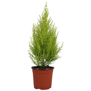 Cupressus macrocarpa 'Голдкрест'