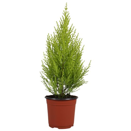 Cupressus macrocarpa 'Голдкрест'