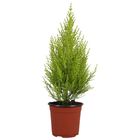 Cupressus macrocarpa 'Голдкрест'