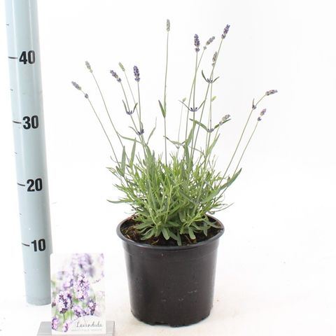 Lavandula angustifolia 'Hidcote'