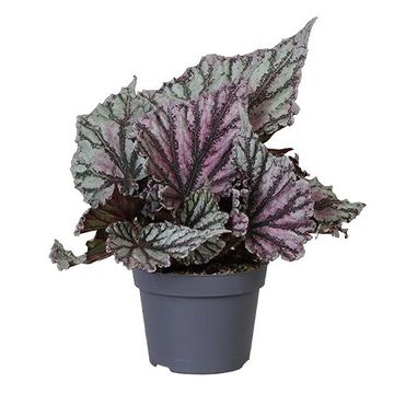 Begonia DEW DROP
