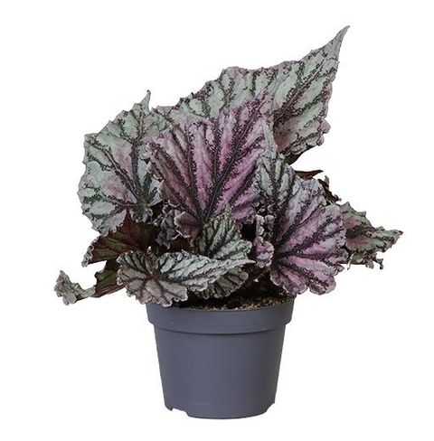 Begonia DEW DROP