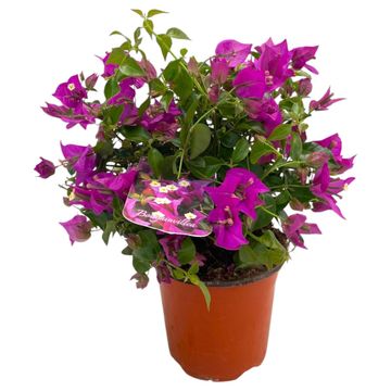 Bougainvillea glabra 'Sanderiana'