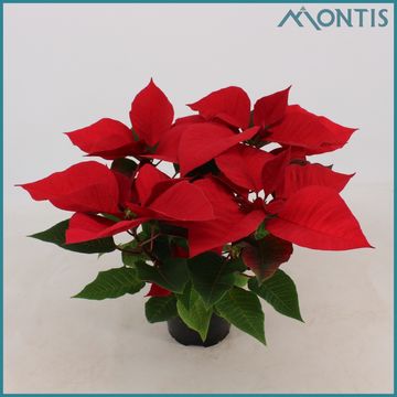 Euphorbia pulcherrima MARS IMPROVED RED