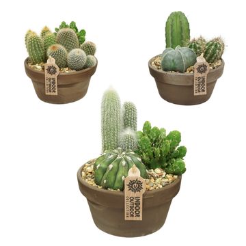 Arrangement Cactus