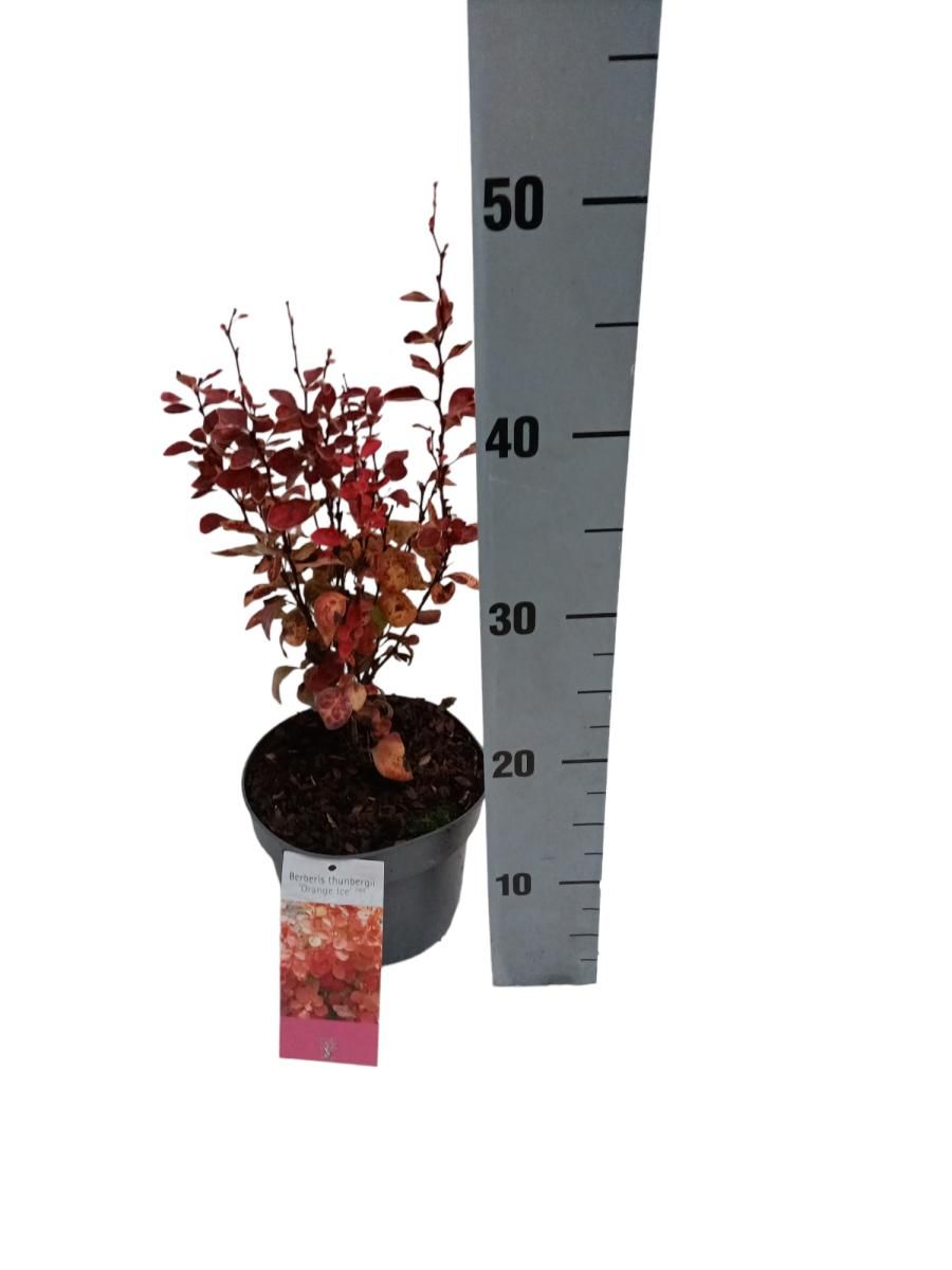 Berberis thunbergii 'Orange Ice' — Рослини оптом FlorAccess