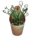 Albuca spiralis