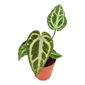 Anthurium 'Snow Queen'