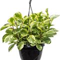 Peperomia 'Golden Gates'