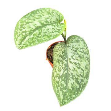 Scindapsus 'Silver Splash Glow'