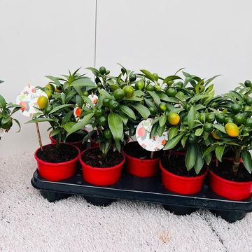 Fortunella polyandra