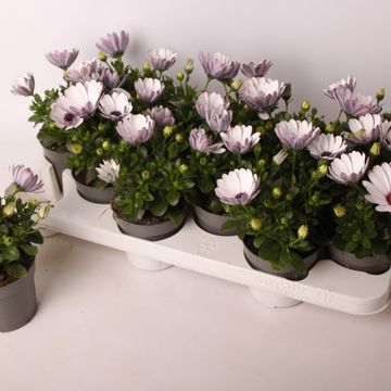 Osteospermum FLOWERPOWER WHITE