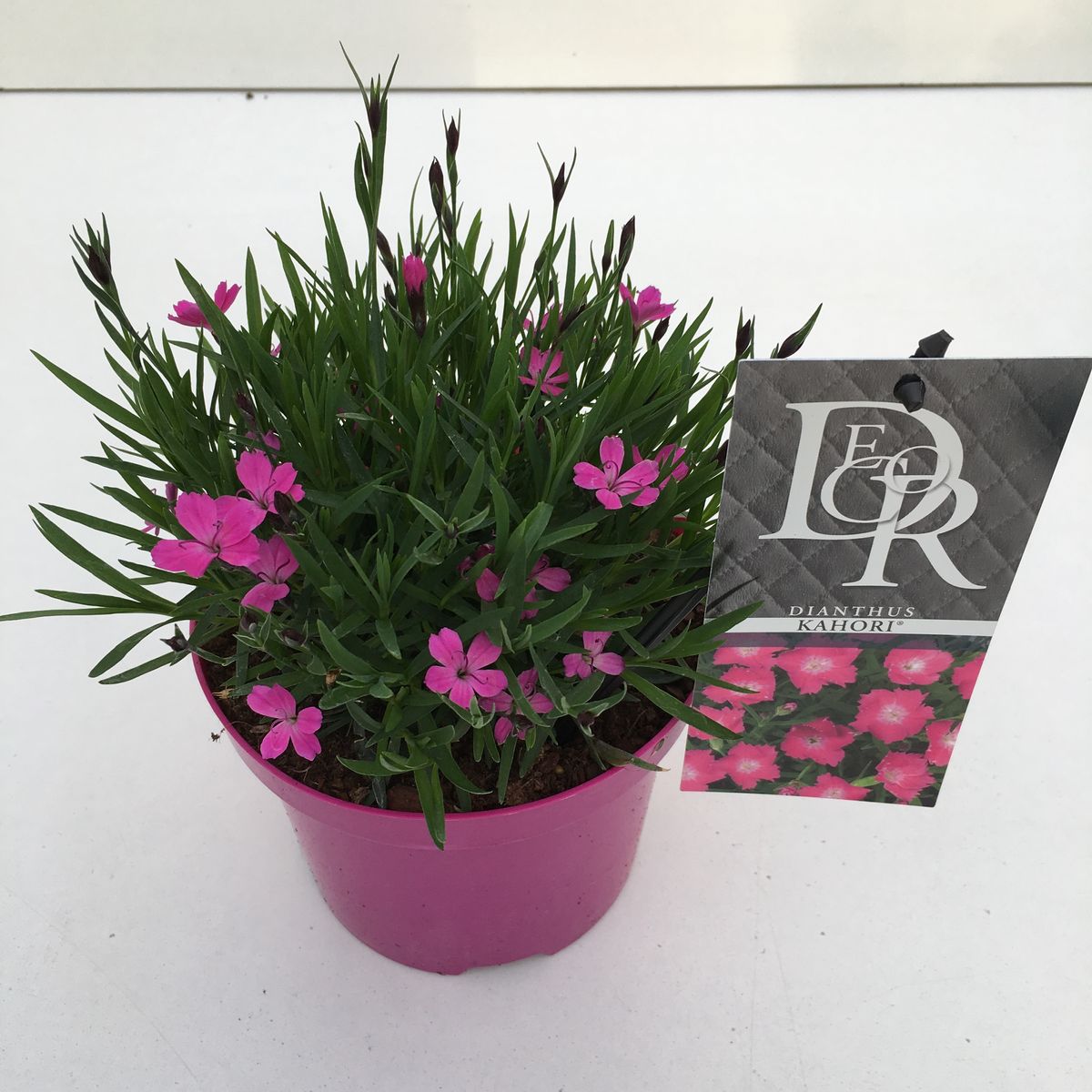 Dianthus superbus KAHORI PINK — Atacado de Plantas FlorAccess