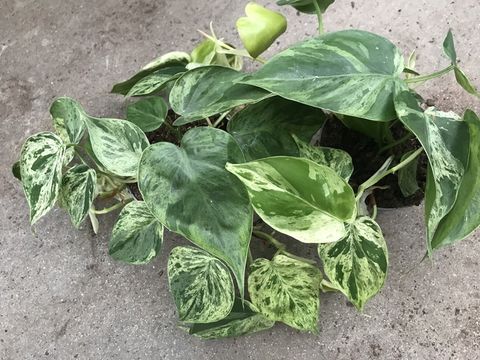 Philodendron hederaceum 'Variegata'