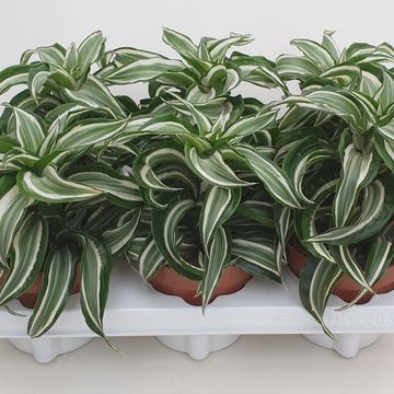 Dracaena fragrans 'Kanzi Curly'