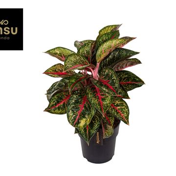 Aglaonema 'Paradise Red'