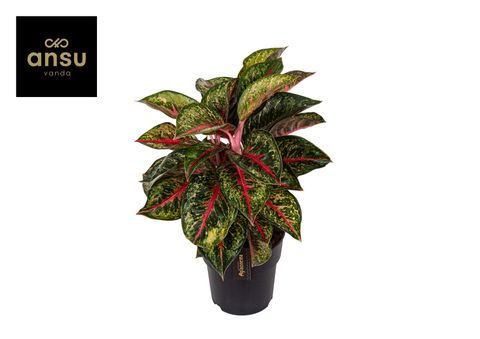 Aglaonema 'Paradise Red'