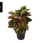 Aglaonema 'Paradise Red'