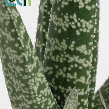 Gasteria carinata 'Big Ben'