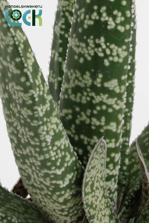 Gasteria carinata 'Big Ben'