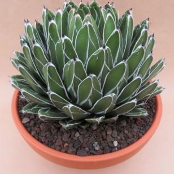 Agave victoriae-reginae