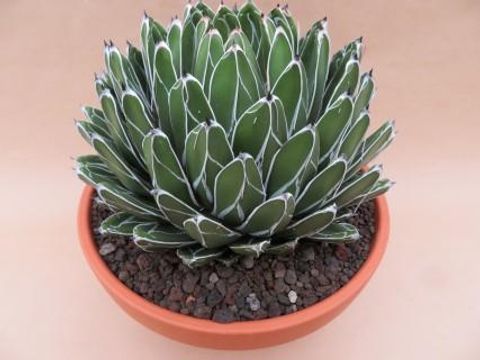 Agave victoriae-reginae