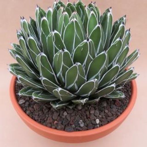 Agave victoriae-reginae