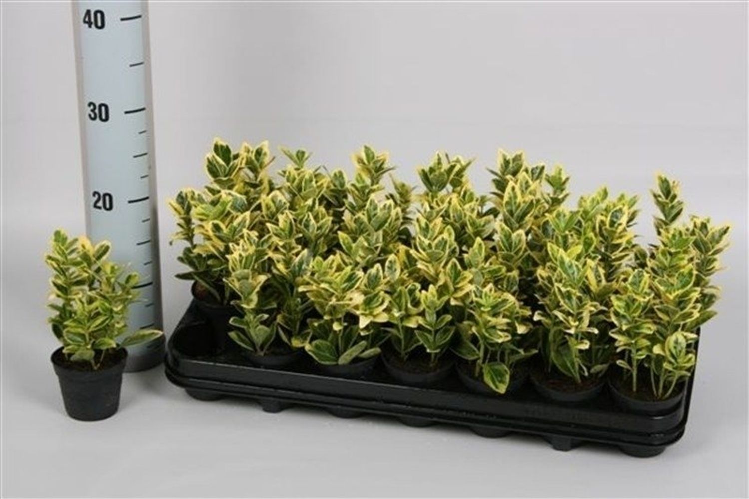 Euonymus japonicus 'Marieke' — Plant Wholesale FlorAccess