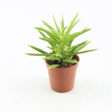 Peperomia 'Happy Bean'