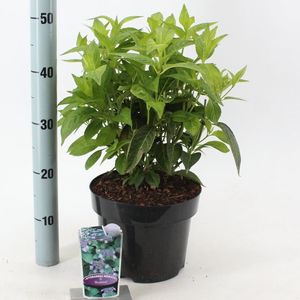 Hydrangea serrata 'Bluebird' (About Plants Zundert BV)