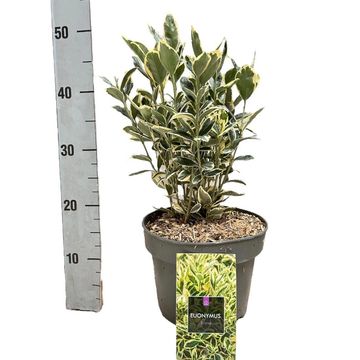 Euonymus japonicus 'Bravo'