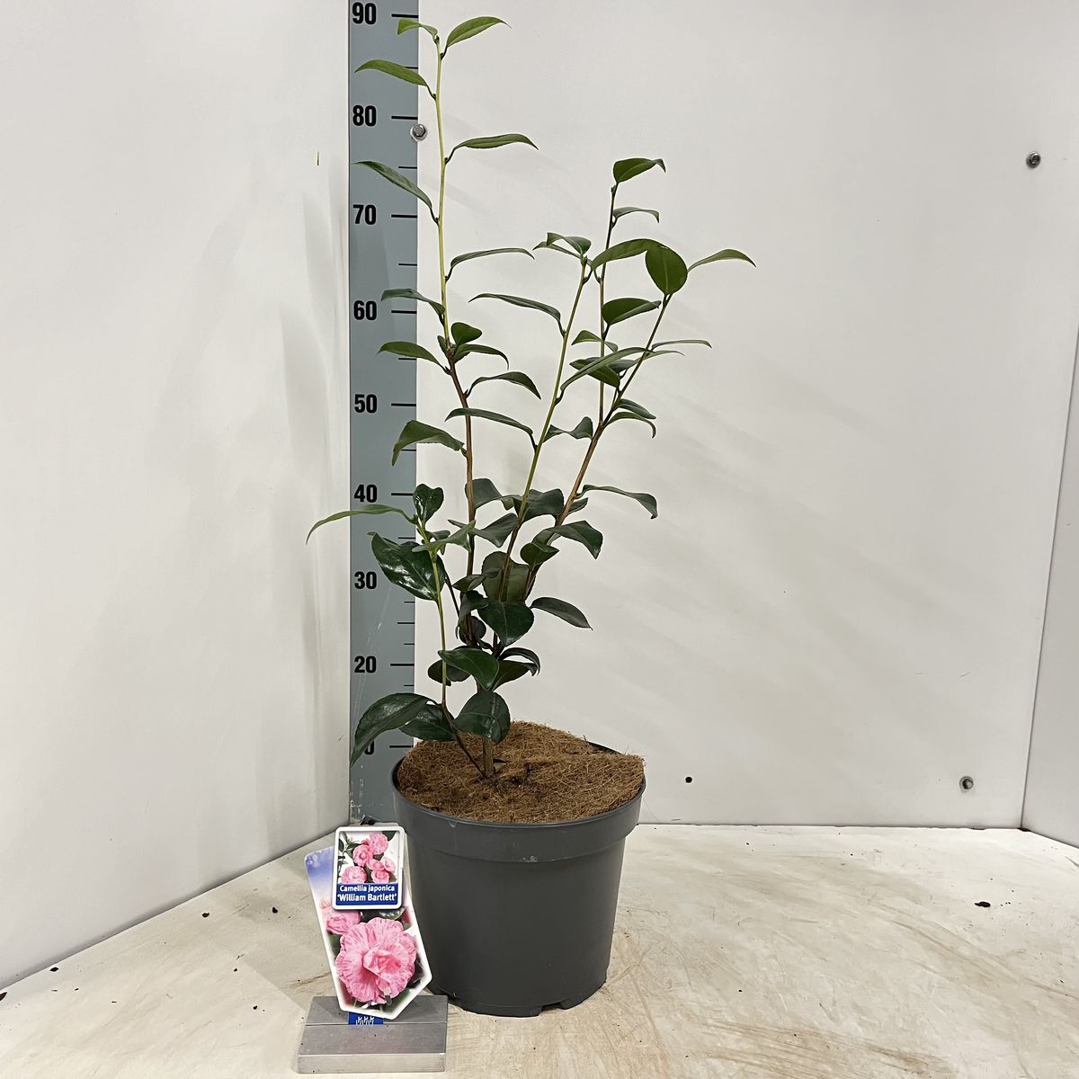 dracaena draco kaufen Dracaena Draco – Multi Stem Dragon Tree |Buy online in UAE| Plantes.ae
