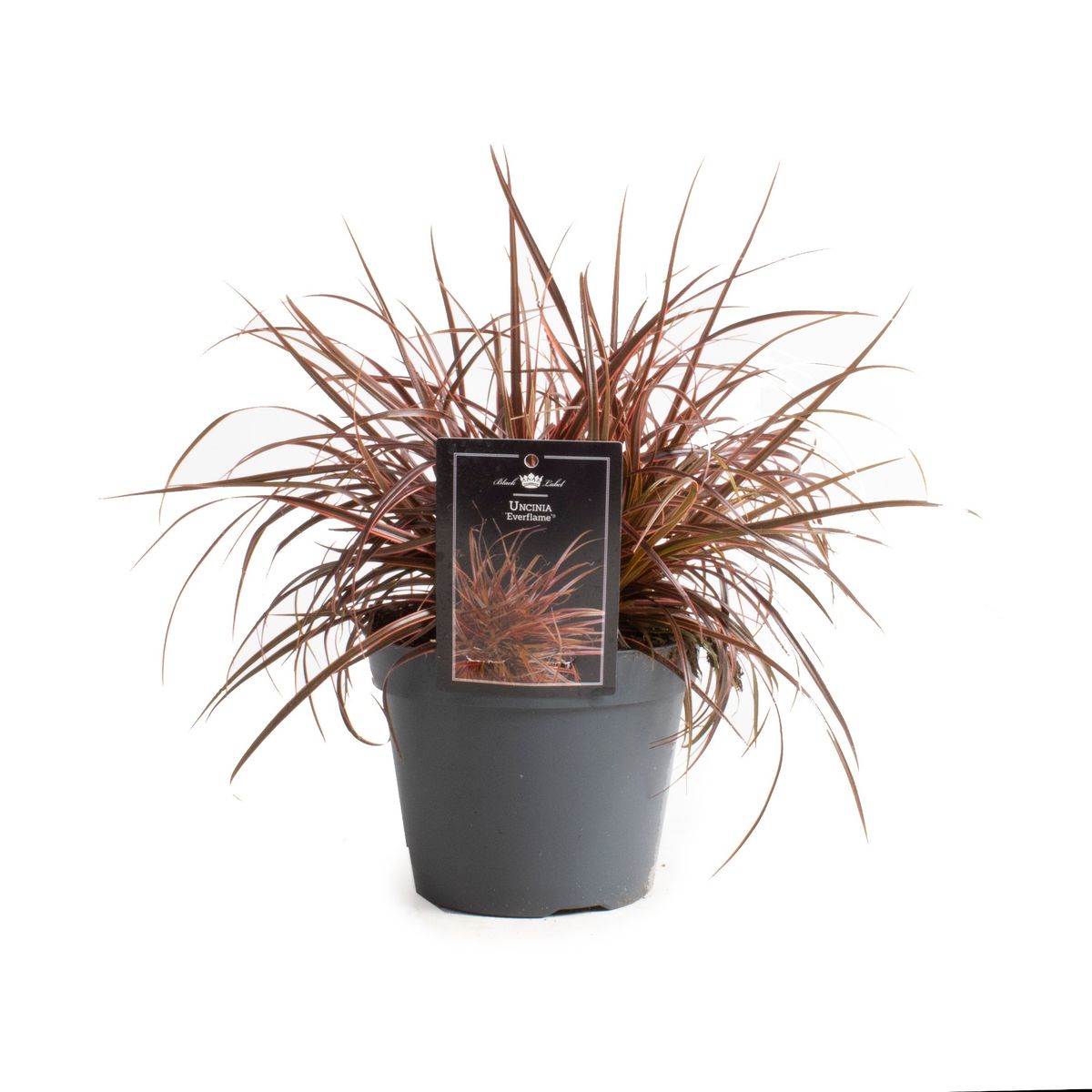 Uncinia uncinata EVERFLAME — Plant Wholesale FlorAccess