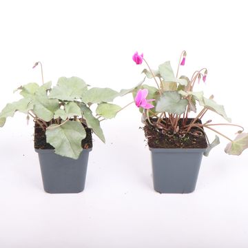 Cyclamen coum 'Silver Leaf Pink'