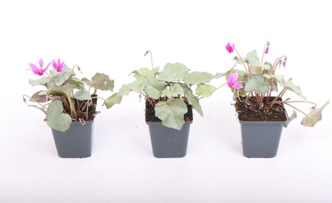 Cyclamen coum 'Silver Leaf Pink'