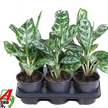 Aglaonema 'Amazon Silver'