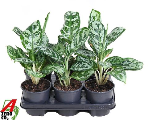 Aglaonema 'Amazon Silver'