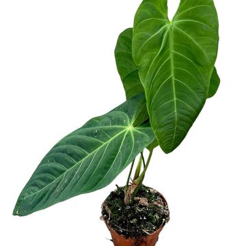 Anthurium queremalense
