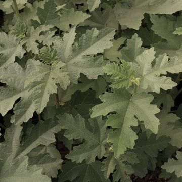 Ficus johannis afghanistanica 'Silver Lyre'