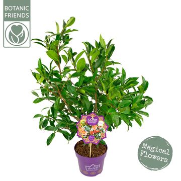 Camellia 1001 SUMMER NIGHTS