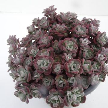 Sedum spathulifolium 'Purpureum'