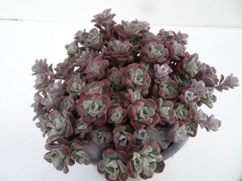 Sedum spathulifolium 'Purpureum'